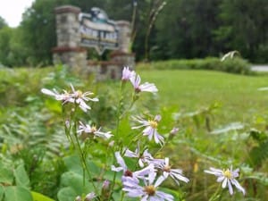 side-lake-flowers